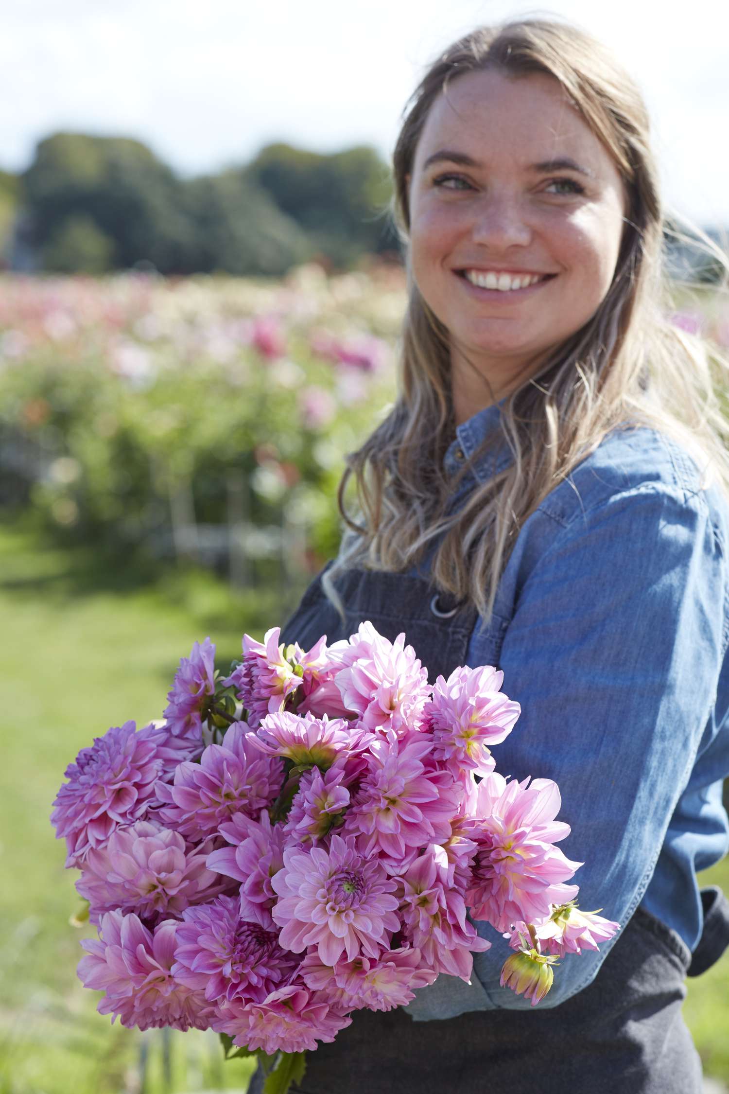 Dahlie ‘Pink Ardour’ - Dahlia